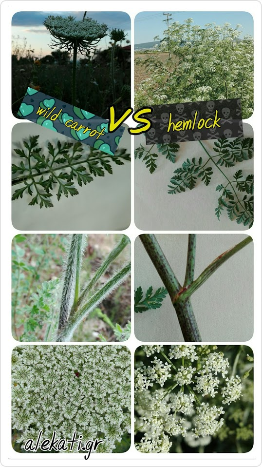wild carrot vs hemlock