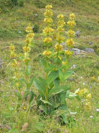 γετνιανή η κίτρινη (Gentiana lutea)