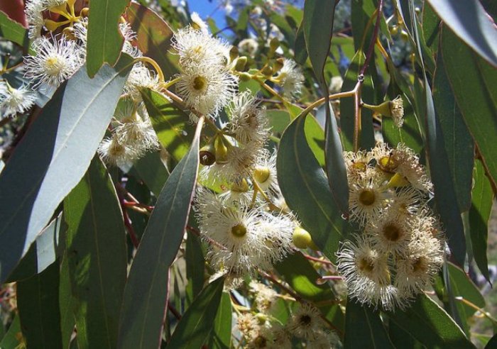 Ευκάλυπτος (Eucalyptus globulus)