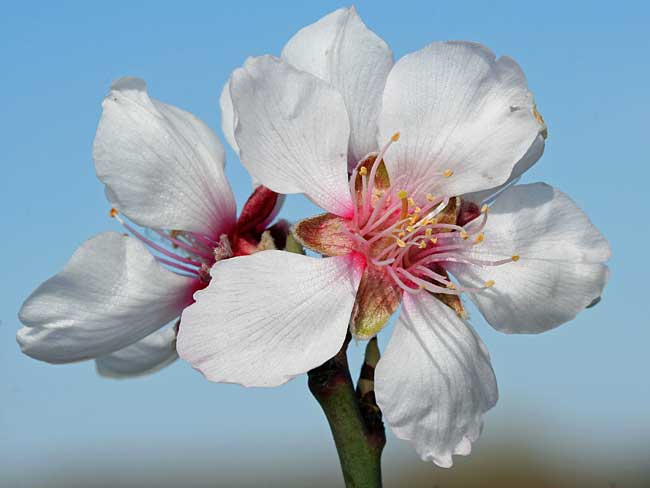 Τα άνθη της αμυγδαλιάς είναι λευκορόδινα σχεδόν επιφυή, μονήρη ή ανά δύο.
