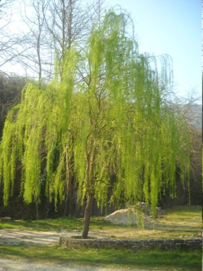 Ιτιά (Salix alba)