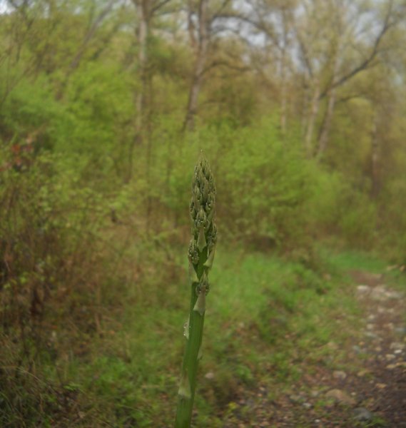 Άγριο σπαράγγι (Asparagus Acutofolius)
