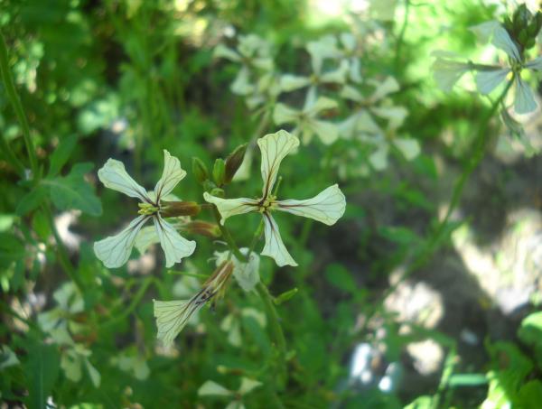 Η άγρια ρόκα (Eruca sativa)