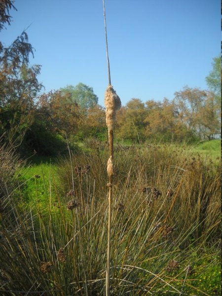 Βούρλο (Typha latifolia)