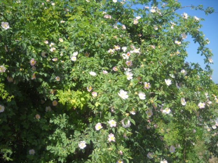 Αγριοτριανταφυλλιά (Rosa carniva L.)