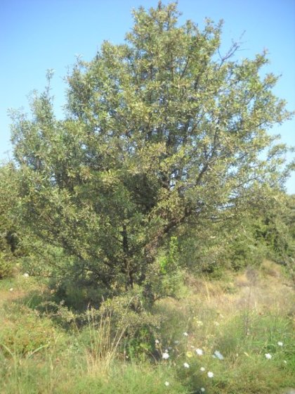 Γκορτσιά (Pyrus spinosa)