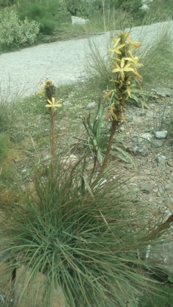 Ασφόδελος ο κίτρινος - Asphodeline lutea