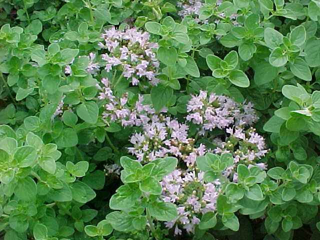 Ρίγανη (Origanum vulgare)