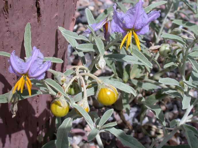 Γερμανός - Solanum elaeagnifolium