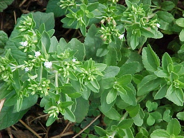 Στέβια (Stevia Rebaudiana)
