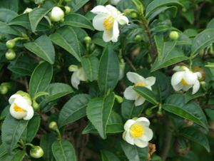 Τσάι Κεϋλάνης - Camellia sinensis: το φυτό 