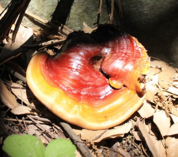 Γανόδερμα (Ganoderma resinaceum)
