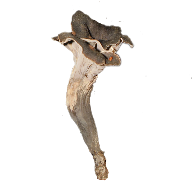 Κρατηρίσκος ο κερατόμορφος (Craterellus cornucopioides)