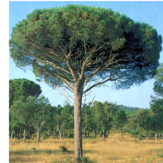 κουκουναριά (Pinus pinea - Πεύκη η πίτυς)