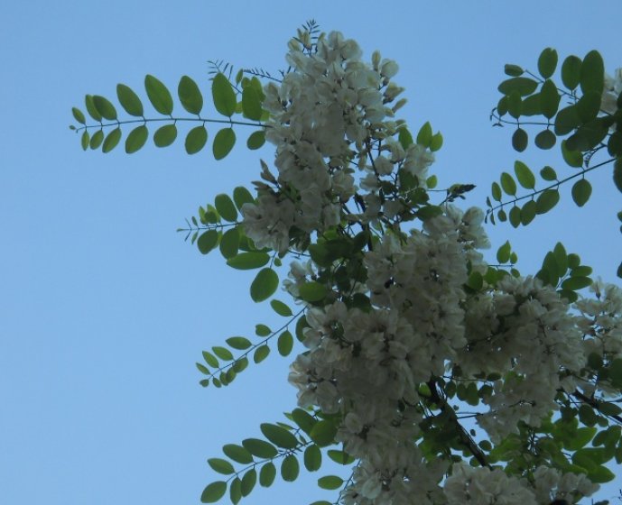 Ροβίνια η ψευδοακακία - Robinia pseudoacacia
