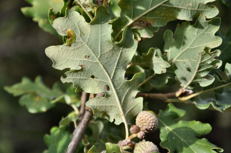 Δρυς χνοώδης (Quercus pubescens L) 