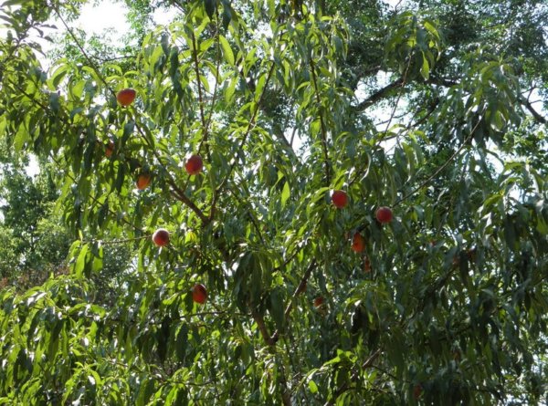 Ροδακινιά - Prunus persica