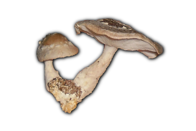 shiitake(lentinula edodes) - Λεντινούλα (Σιτάκε)