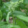 Σπανάκι - Spinacia oleracea