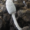 Coprinopsis nivea