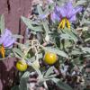 Γερμανός - Solanum elaeagnifolium