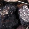 Χειμωνιάτικη μαύρη τρούφα - tuber brumale