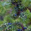 Άρκευθος - Juniperus
