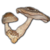 shiitake(lentinula edodes) - Λεντινούλα (Σιτάκε)