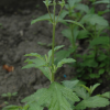 Βερβένα η φαρμακευτική - Verbena officinalis