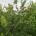 κορομηλιά (Prunus cerasifera)