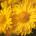 Χρυσανθεμο (Chrysanthemum morifolium)