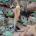 Κλαβαριάδελφος ο γουδοχερόμορφος (Clavariadelphus pistillaris)