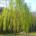 Ιτιά (Salix alba)