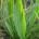 πεντάνευρο το λογχοειδές (Plantago lanceolata)
