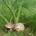Πλευρωτός ο φαιός της φέρουλας (pleurotus eryngii var. ferulae)