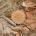 Λυκόπερδο το εχινοειδές - Lycoperdon echinatum