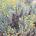 Λεβαντίνη (Santolina chamaecyparissus)