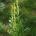 Φλόμος ο θάψος (Verbascum thapsus)