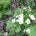 Πρίμουλα - Primula vulgaris στο βουνό 