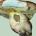 Βωλίτης ο ριζώδης (Boletus radicans)