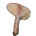 Λακτάριος ο νόστιμος - Lactarius deliciosus