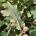 Δρυς χνοώδης (Quercus pubescens L) 