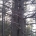 Ρόμπολο ή λευκόδερμη πεύκη - Pinus heldreichii