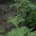 Βερβένα η φαρμακευτική - Verbena officinalis