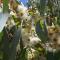 Ευκάλυπτος (Eucalyptus globulus)