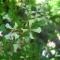 Η άγρια ρόκα (Eruca sativa)