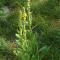 Φλόμος ο θάψος (Verbascum thapsus)