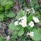 Πρίμουλα - Primula vulgaris στο βουνό 