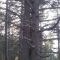 Ρόμπολο ή λευκόδερμη πεύκη - Pinus heldreichii
