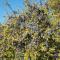 Προύνος ο ακανθώδης ή Τσαπουρνιά (Prunus spinosa)